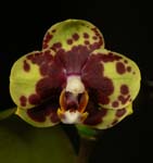 Phal. Huar Jin Diamond